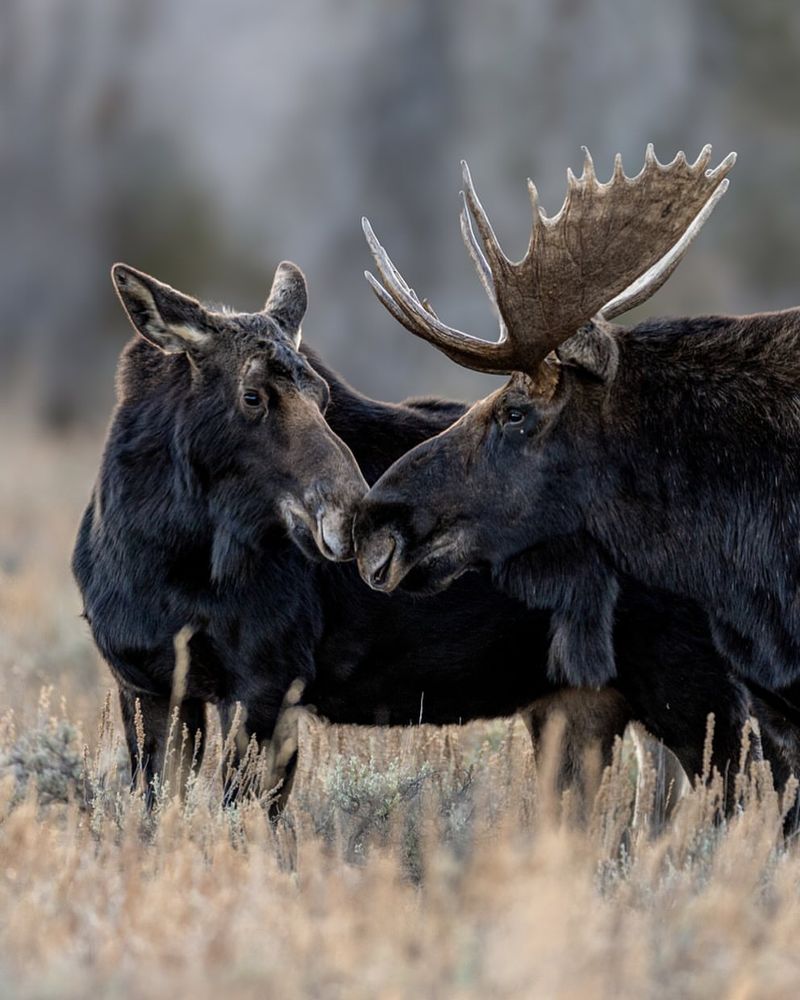 Moose Mating Rituals