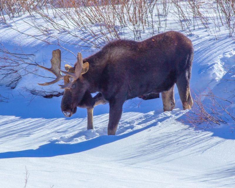 Moose Protects Snowbound Hiker