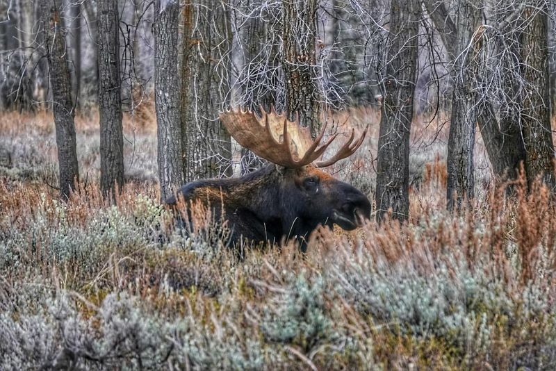 Moose and Their Habitats