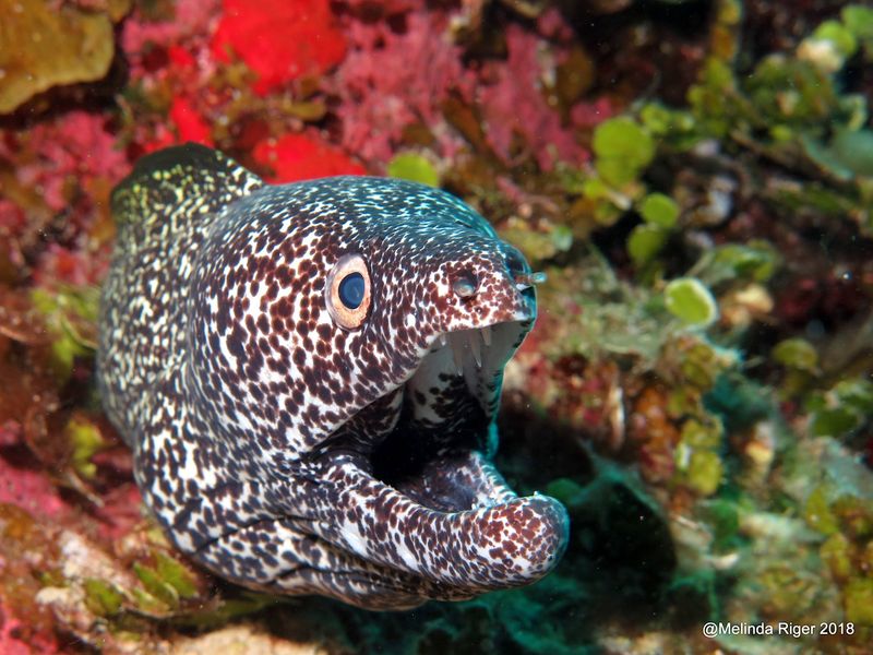 Moray Eel