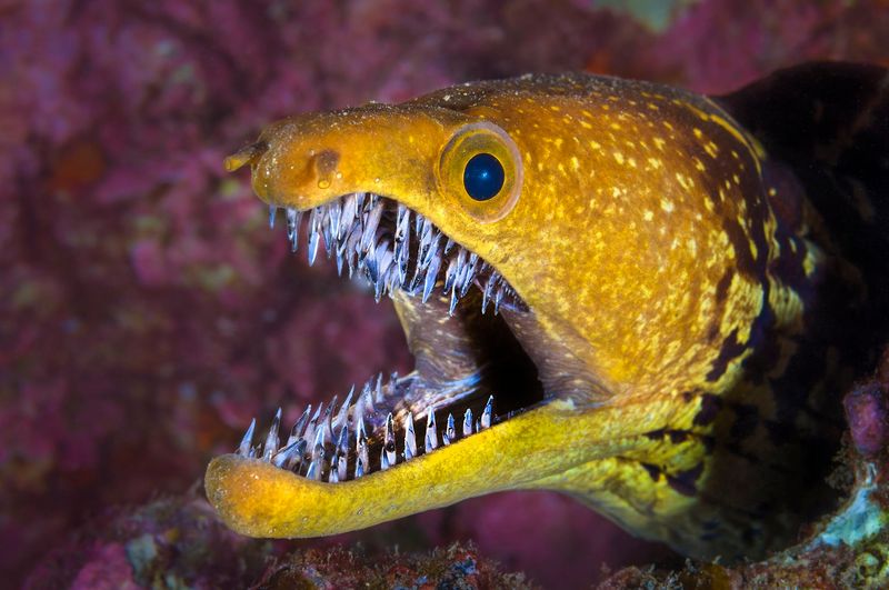 Moray Eels