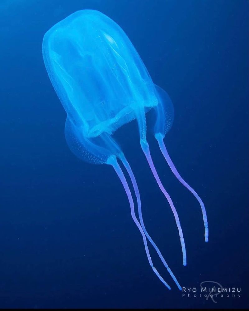 Morbakka Jellyfish