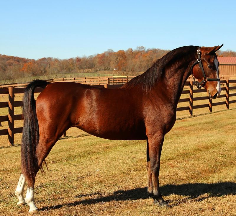 Morgan Horse