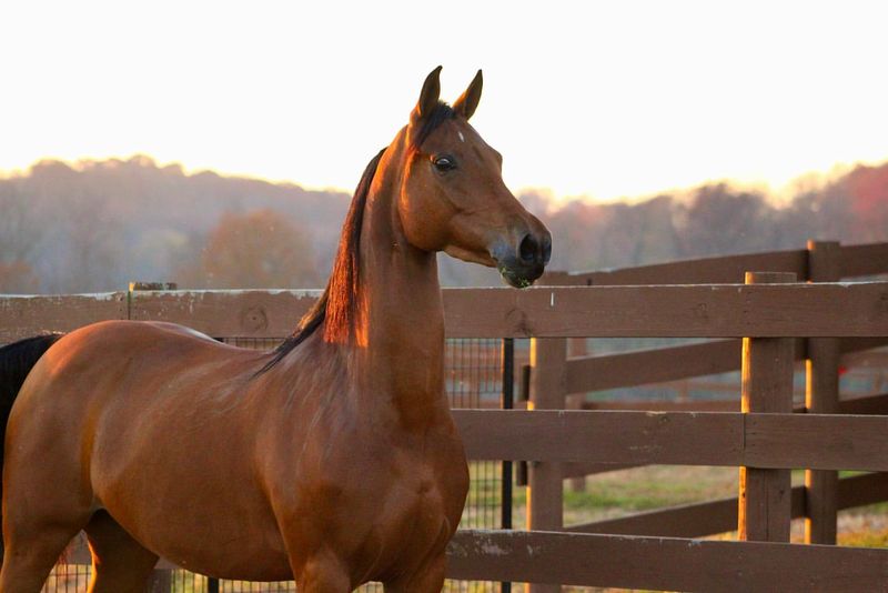 Morgan Horse