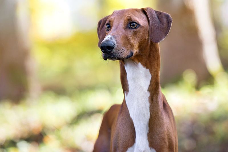 Moroccan Sand Hound