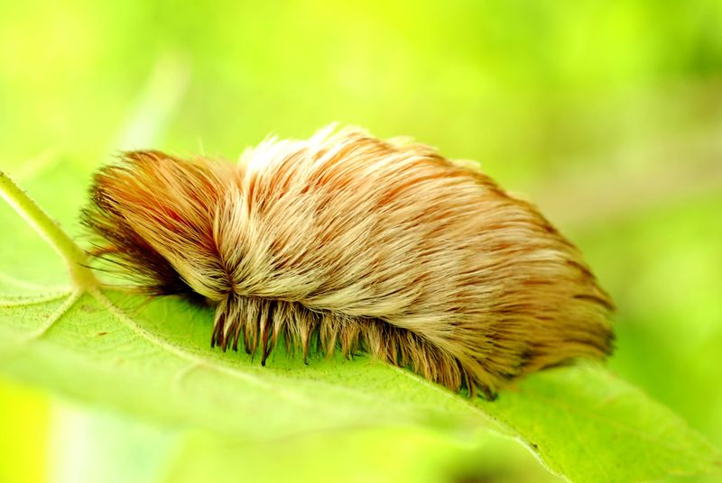 Puss Caterpillar