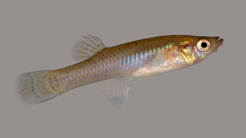 Mosquitofish