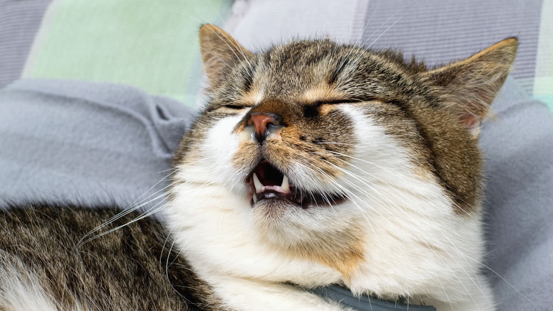 Most Common Allergies Affecting Cats And How To Spot Them