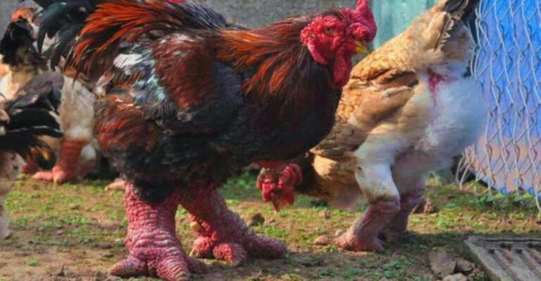 The Most Expensive Chicken Breeds Are Also The Most Desired