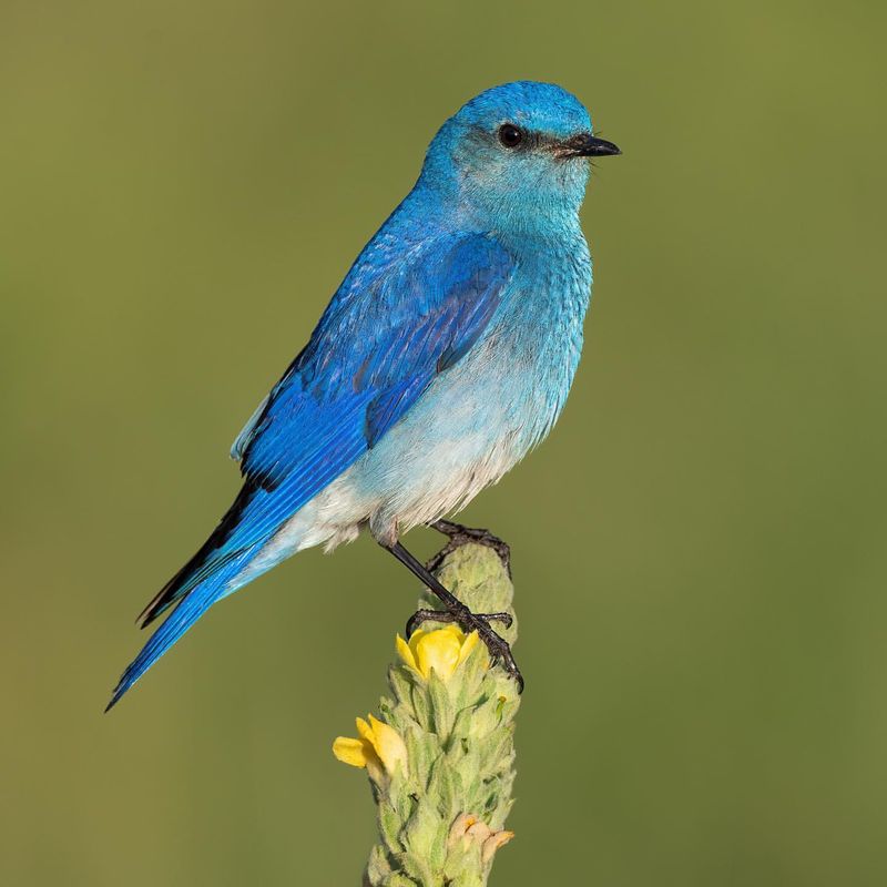 Mountain Bluebird (Idaho)