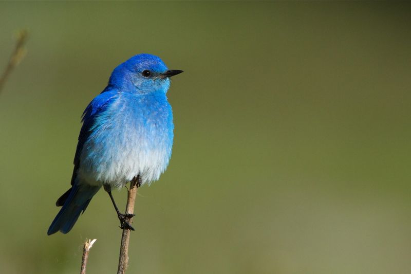 Mountain Bluebird in Nevada