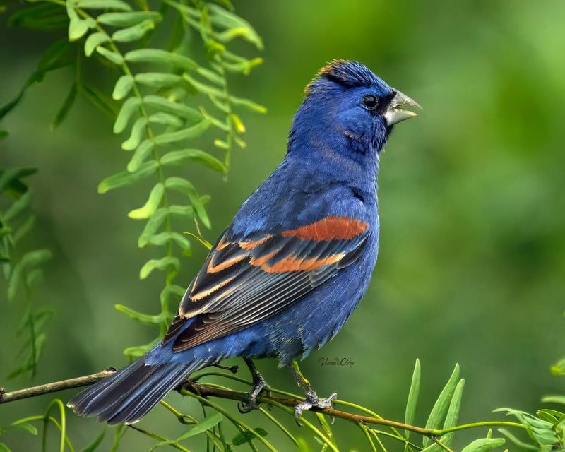 Blue Grosbeak