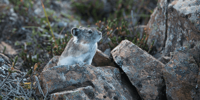 Mountain Climbers