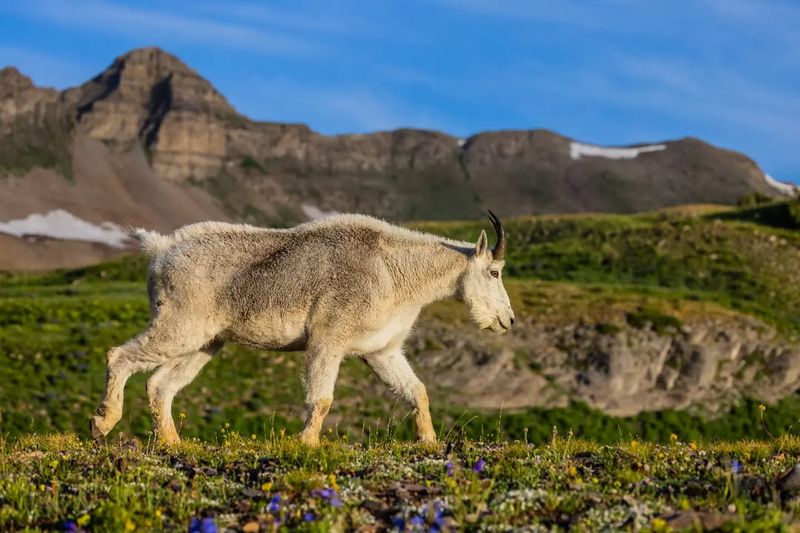 Mountain Goat