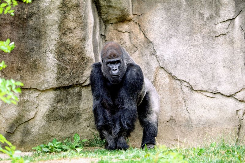 Mountain Gorilla