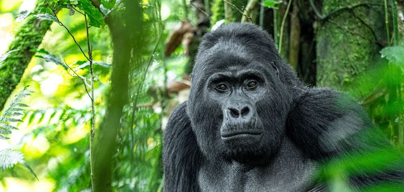 Mountain Gorilla