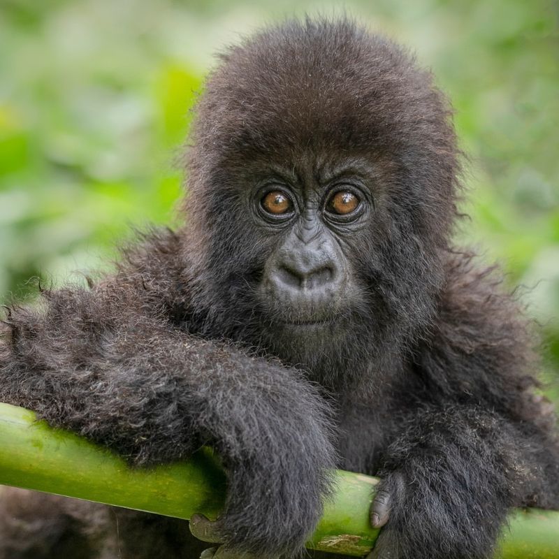 Mountain Gorilla