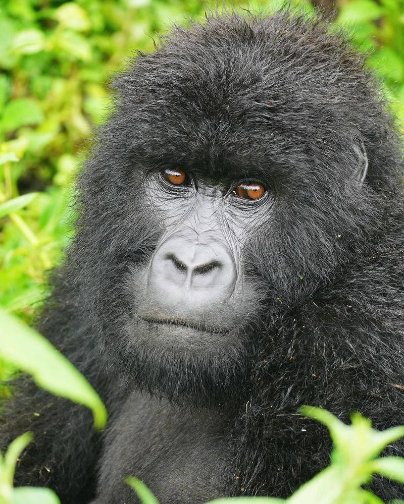 Mountain Gorilla