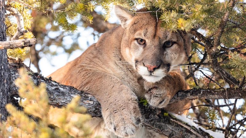 Mountain Lion