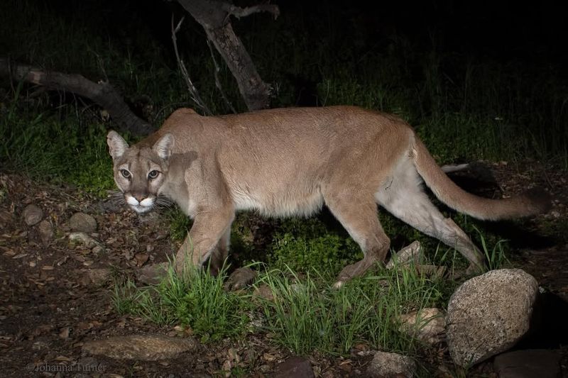 Mountain Lions