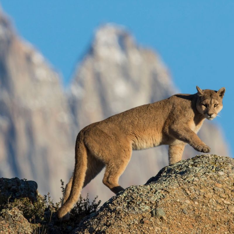 Mountain Lions