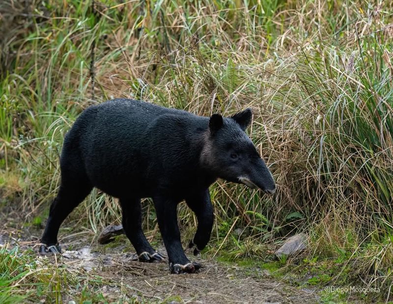 Mountain Tapir