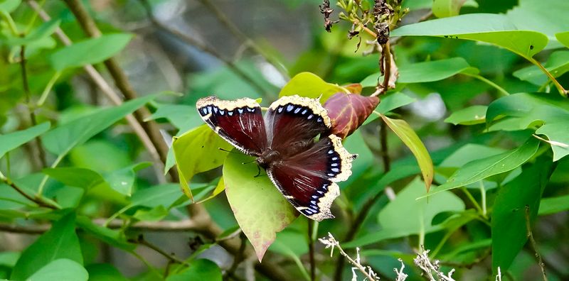 Mourning Cloak - Vermont