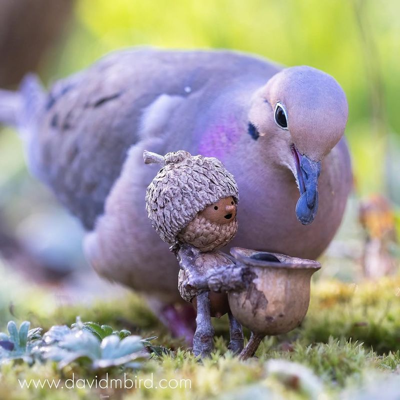 Mourning Dove