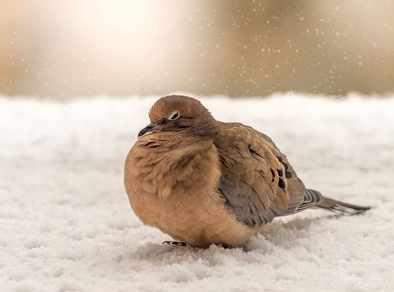 Mourning Dove