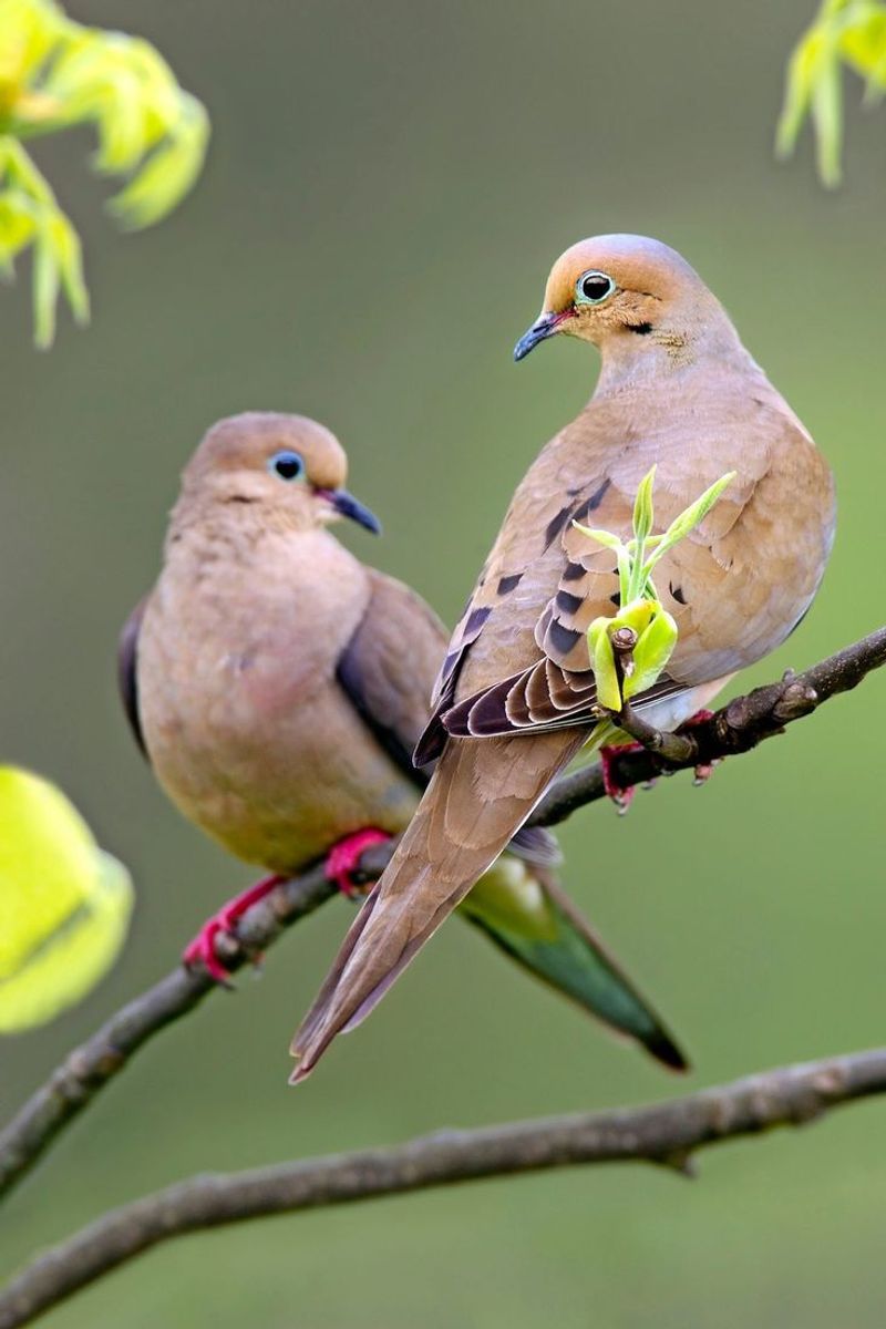 Mourning Dove