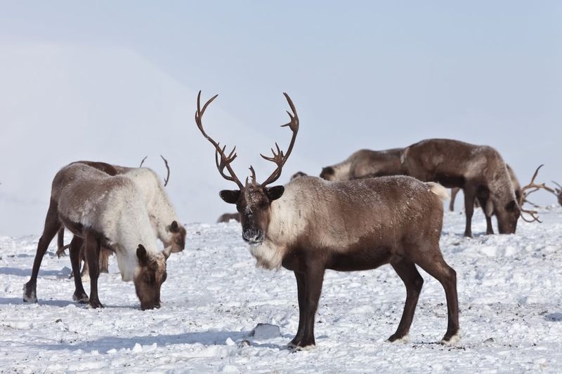 Reindeer (Caribou)