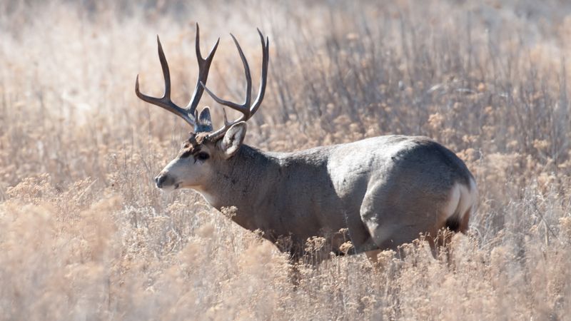 Mule Deer