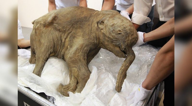 Mummified Mammoth (Nun Cho Ga)