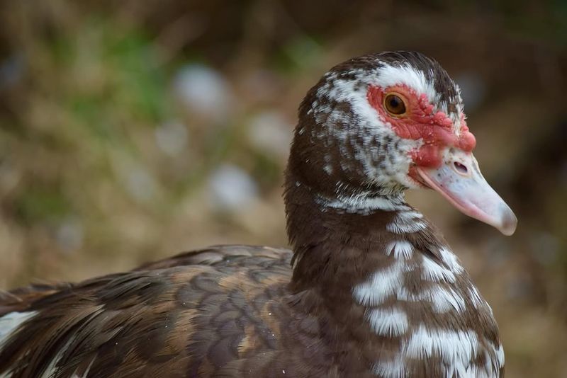 Muscovy Ducks