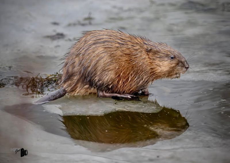 Muskrat