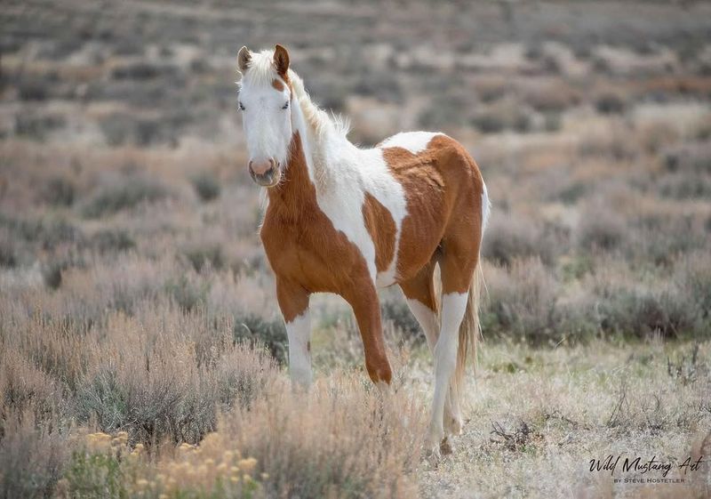 Mustang