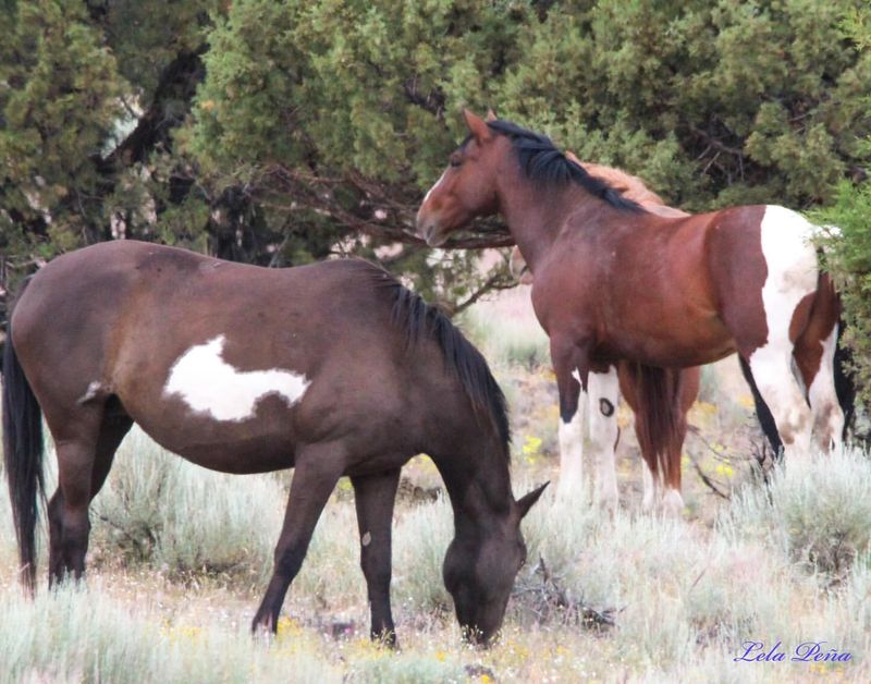 Mustang Colors and Patterns