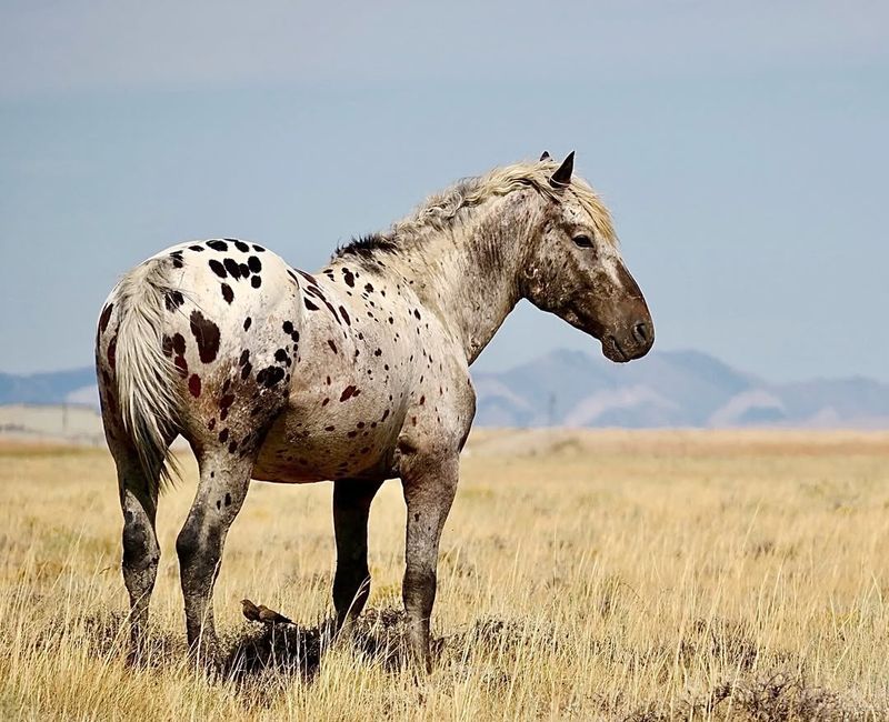 Mustang of the Nevada Desert