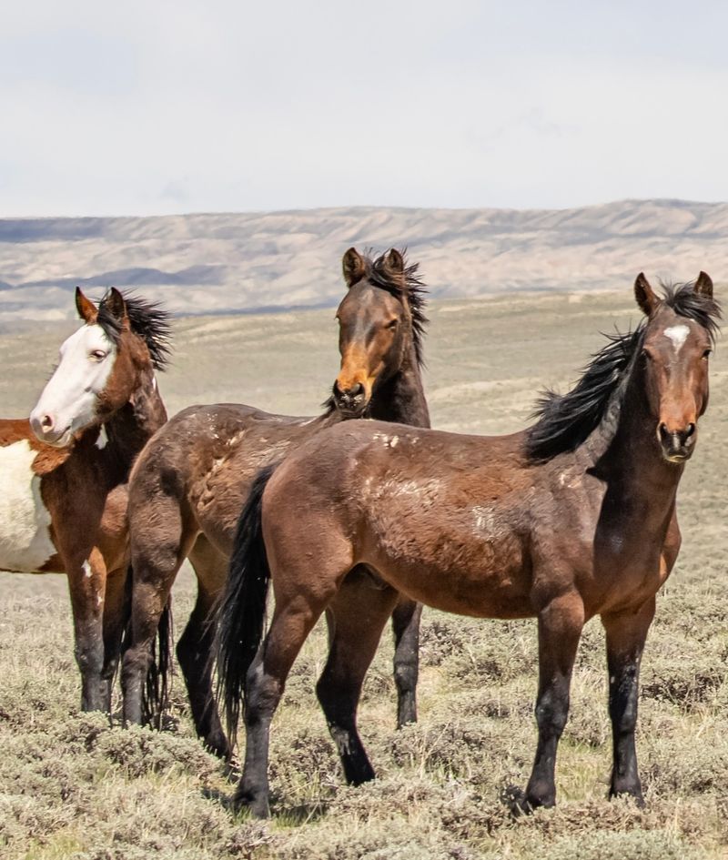 Mustangs and Their Social Structure