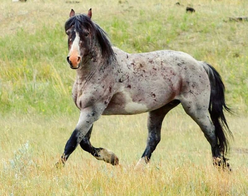 Mustangs in American Culture