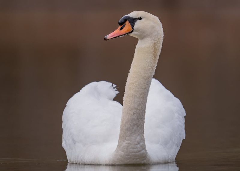 Mute Swan