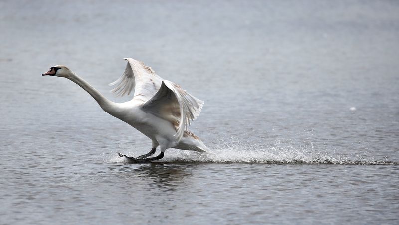 Mute Swan in New York