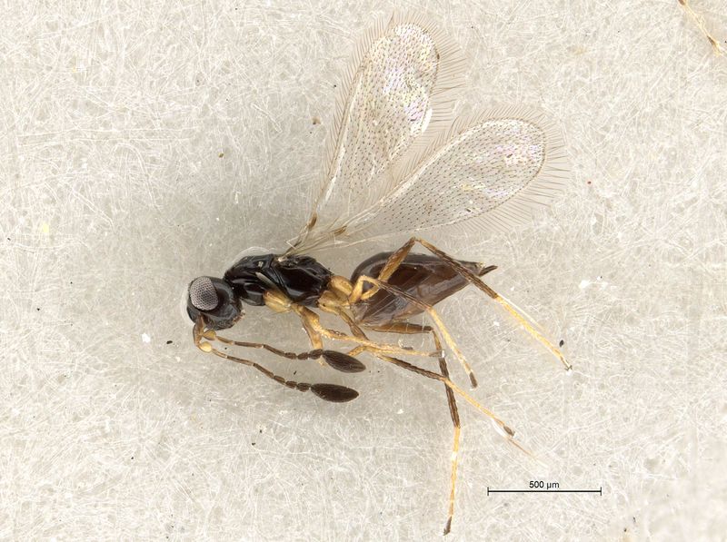 Mymaridae (Egg Parasite Wasps)