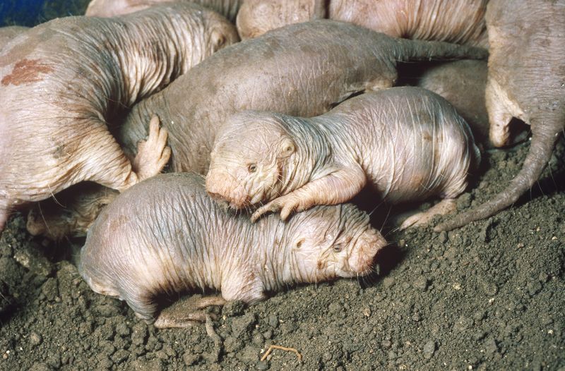 Naked Mole Rats – The Super Survivors