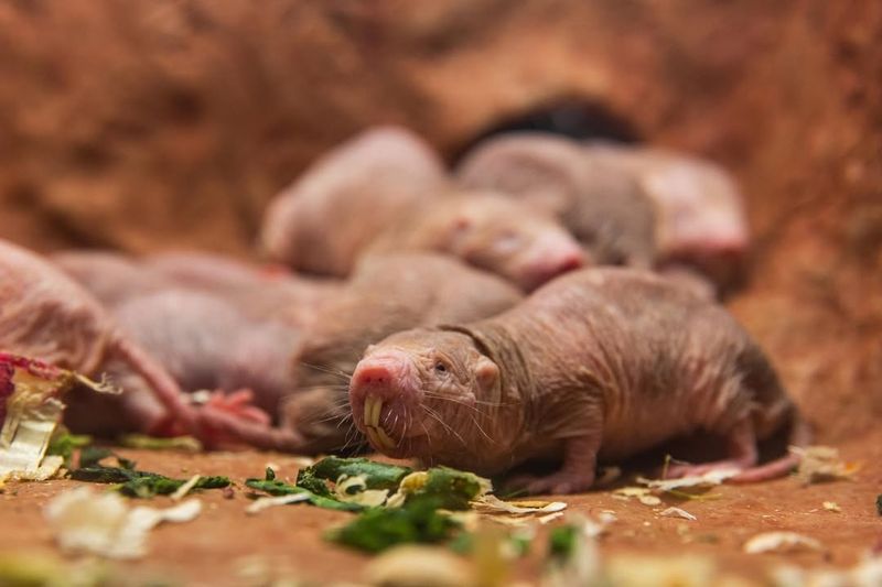 Naked Mole Rats