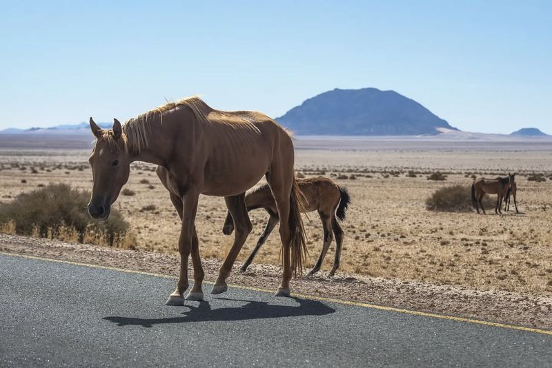 Namib Desert Horse