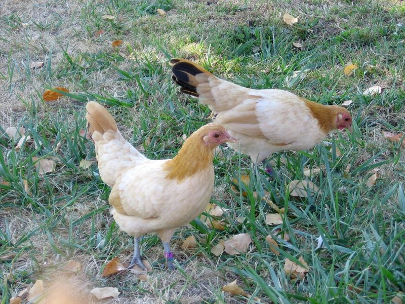 Nankin Bantam