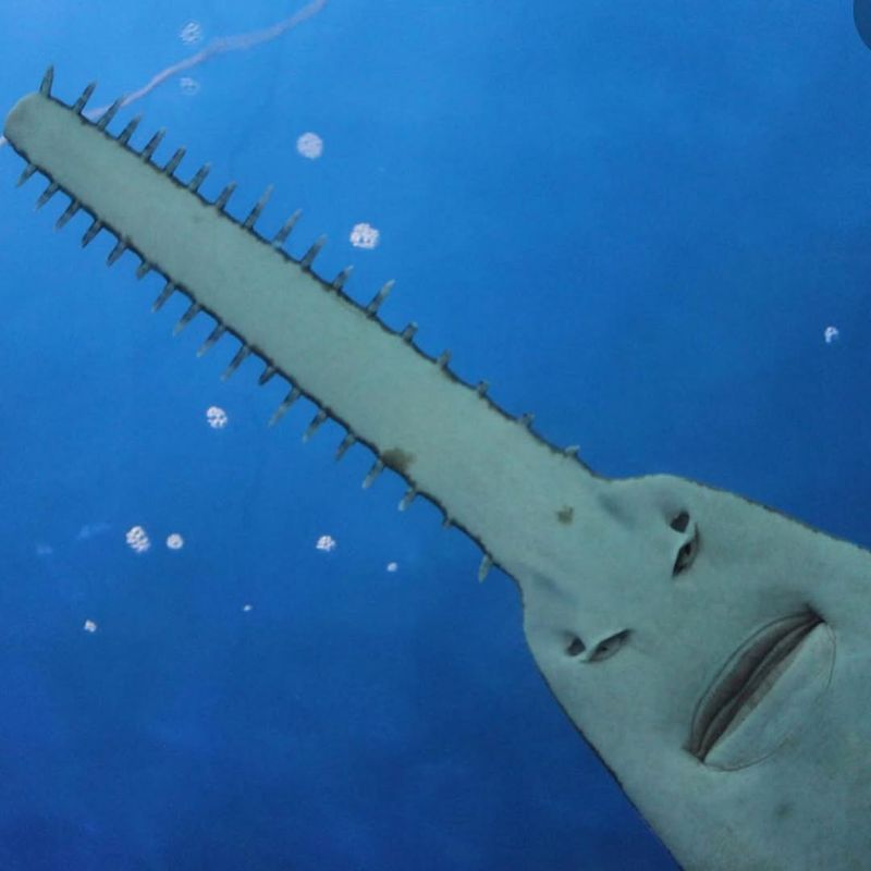 Narrow Sawfish