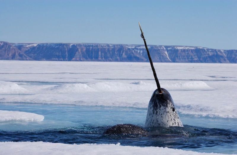 Narwhal