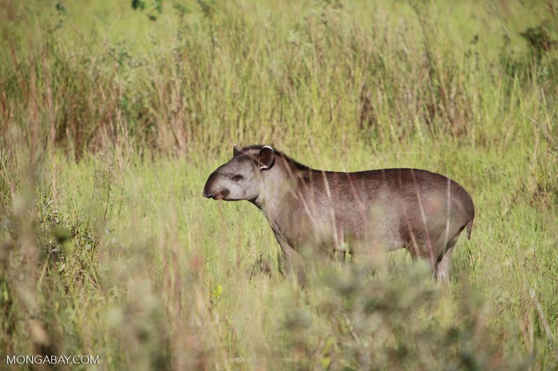 Natural Predators